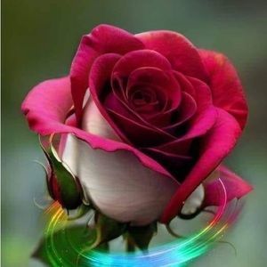 Meet your Posher, Roua